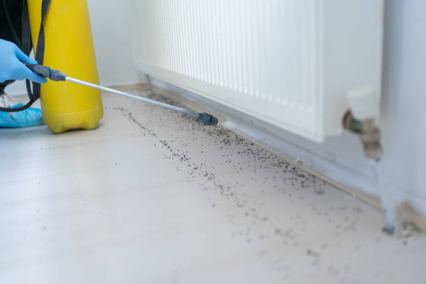 Wasp Removal Services in Morgantown, PA